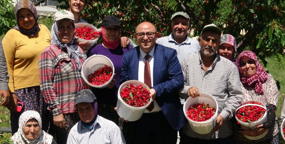 Mersin Erdemli ‘de Kiraz Hasadı Başladı